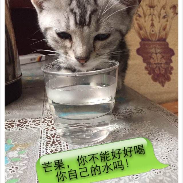怎样查询学历证书电子备案表